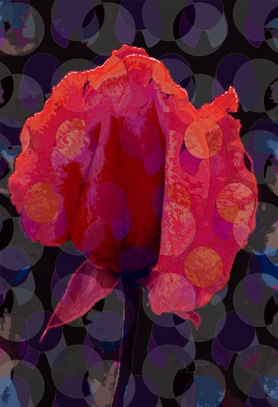 Tea Rose 3b by Scott J. Davis